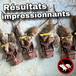 Des résultats impressionnants avec les tapettes à souris Gorilla Traps