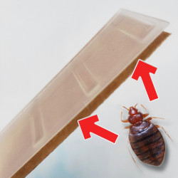 La punaise de lit se réfugie à l'intérieur du piège de détection professionnel anti punaise de lit CIMEXCATCH®