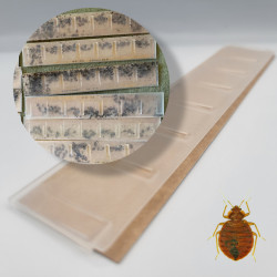 Résultat des pièges de détection professionnels anti punaise de lit CIMEXCATCH®