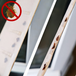 Des punaises de lit coincées dans le piège CIMEXCATCH