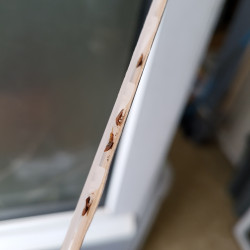 Quatre punaises de lit coincées dans le piège CIMEXCATCH