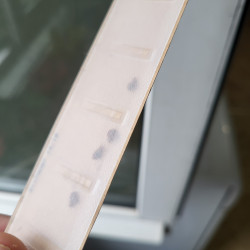 Quatre punaises de lit coincées dans le piège CIMEXCATCH (vue de face)