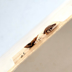 Deux punaises de lit coincées dans le piège CIMEXCATCH (vue de profil)