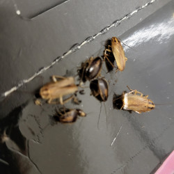 Cafards pris dans le piège anti cafard MASTER TRAP+