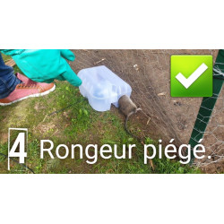 Photo prouvant l'efficacité du piège à rat sécurisé "sécuriposte" : le rat est pris !