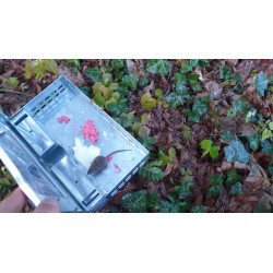 Les souris ne sont pas tuées par le piège multi-capture : libérez-les loin de votre zone d'habitation.