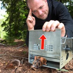 Piège souris CATAPULTE : Attraper sans tuer