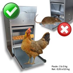 Mangeoire à trémie anti rats pour poulailler