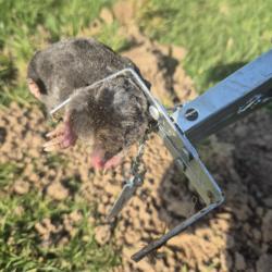 Une taupe piégée par le piège à pince