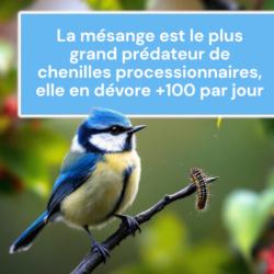 La mésange est le plus grand prédateur de chenilles processionnaires