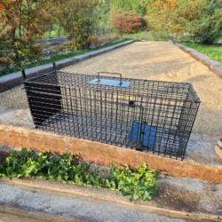 Cage de capture une entrée pour ragondins