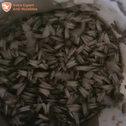 Mites alimentaires prises au piège dans l'entonnoir.