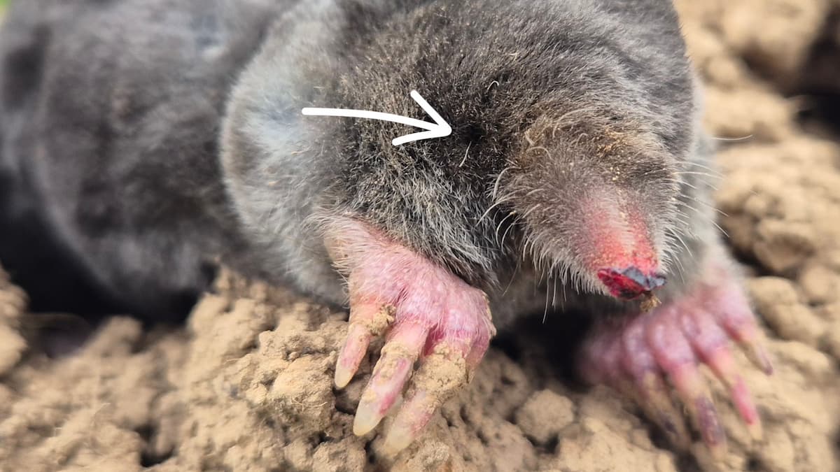 Emplacement des yeux de la taupe d'Europe