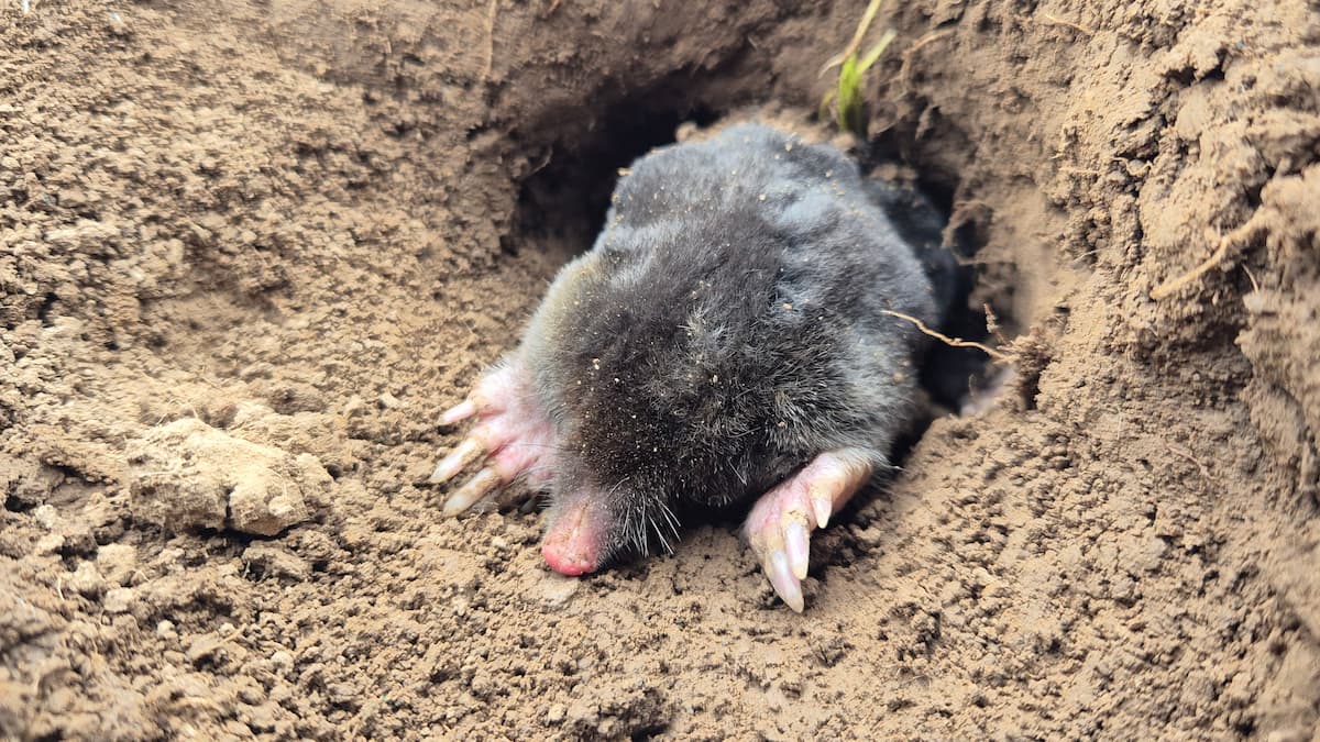 Taupe en plein jour, à la sortie d'une galerie