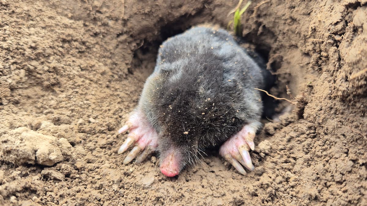 taupe à la sortie d'une galerie