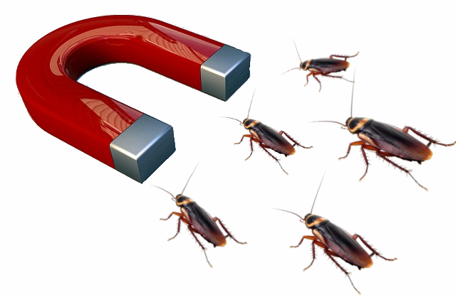 Cafards attirés par un aimant