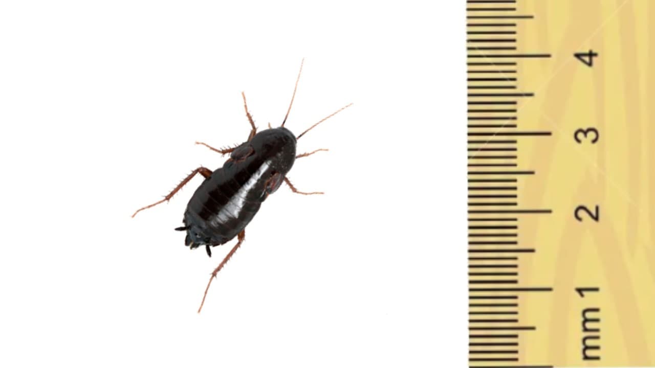 Blatte orientale en vis-à-vis d'une règle graduée