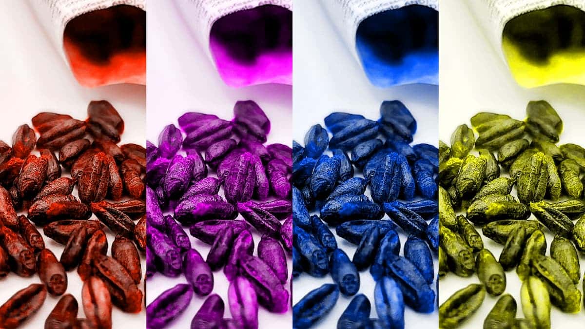 Blé raticide de couleur rouge, rose, bleue, jaune