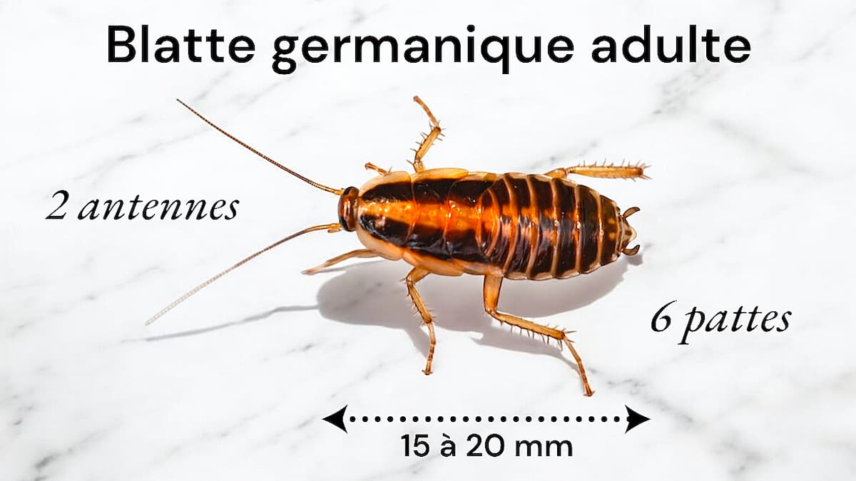 Description de la blatte germanique adulte