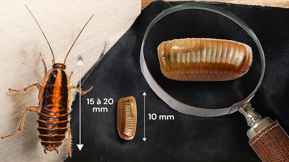 Dimensions d'un cafard et d'une oothèque de cafard