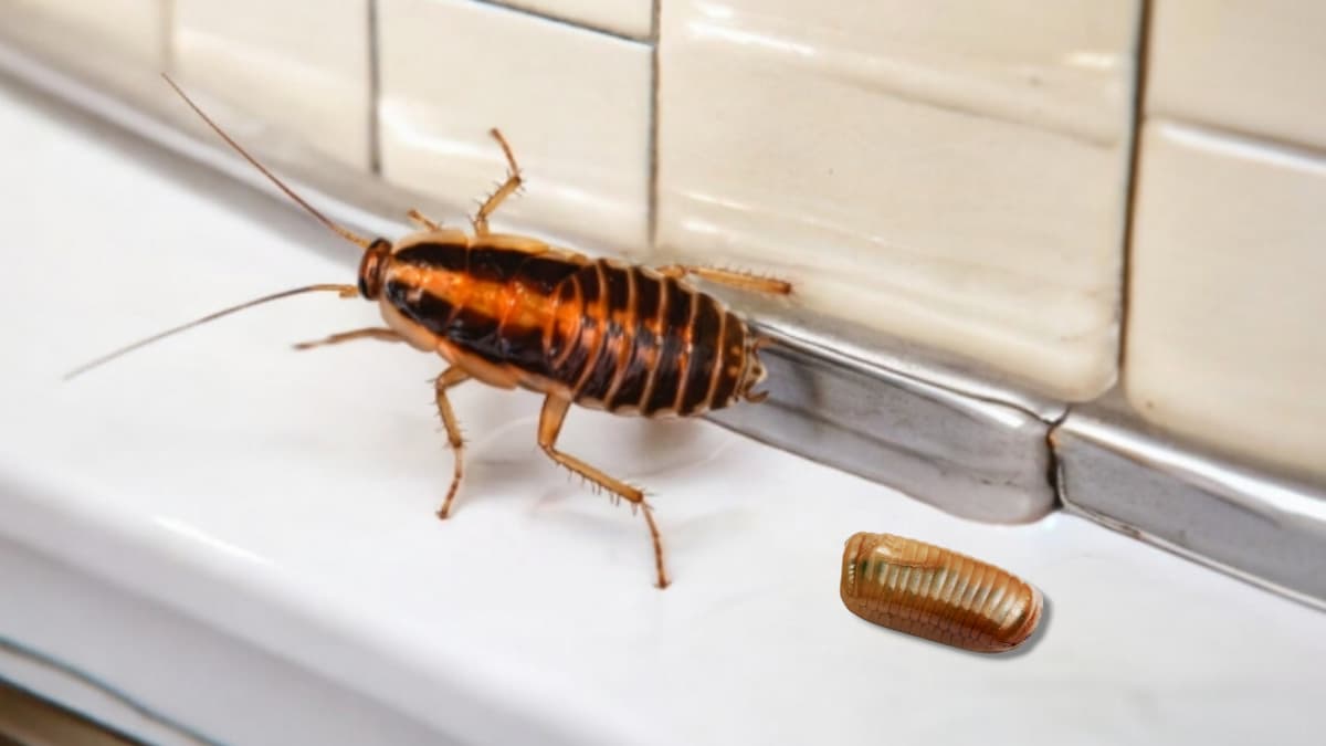 Cafard et oothèque dans une pièce de la maison