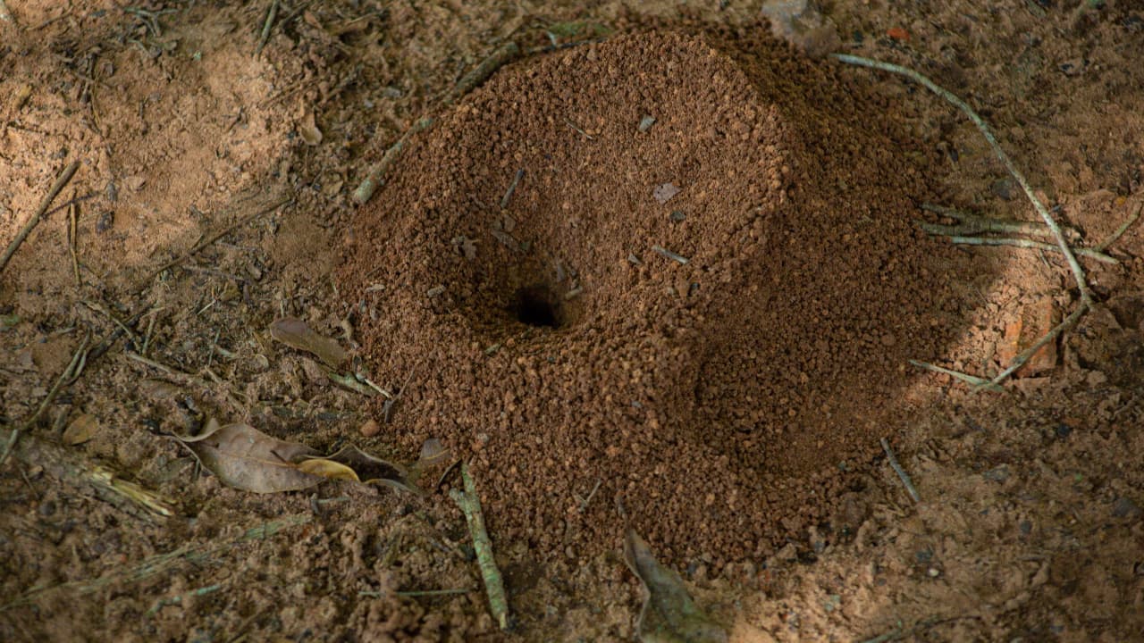 Entrée d'une fourmilière