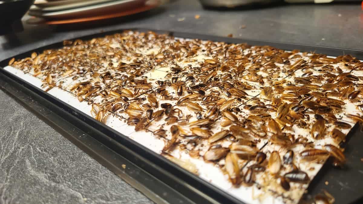 Piège à cafard Exoroach ouvert, contenant de nombreux cafards & blattes capturés