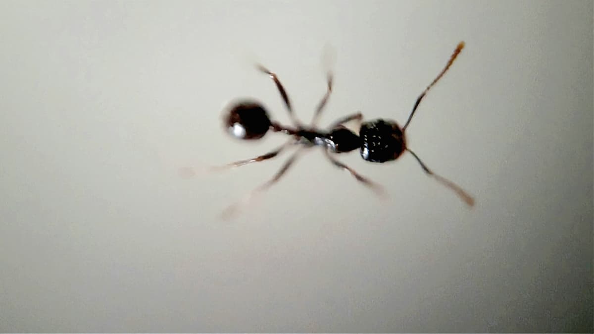 Fourmi noire zoomée, vue du dessous.