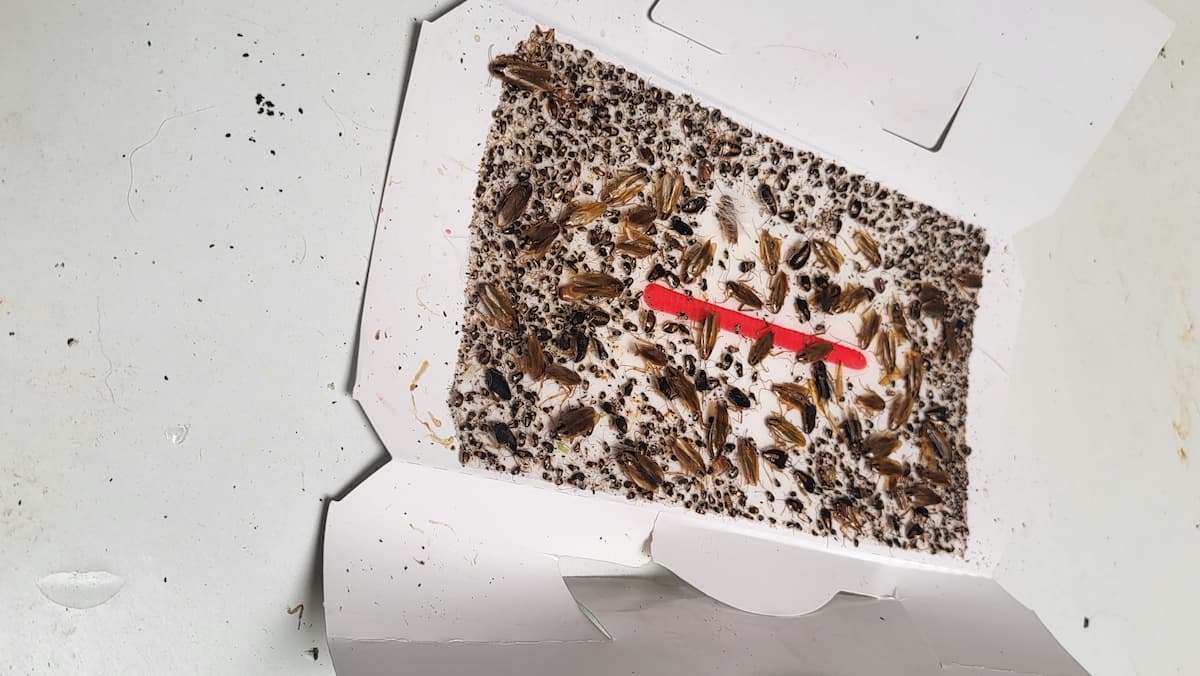 Piège Géotrap ouvert, avec de nombreux cafards capturés