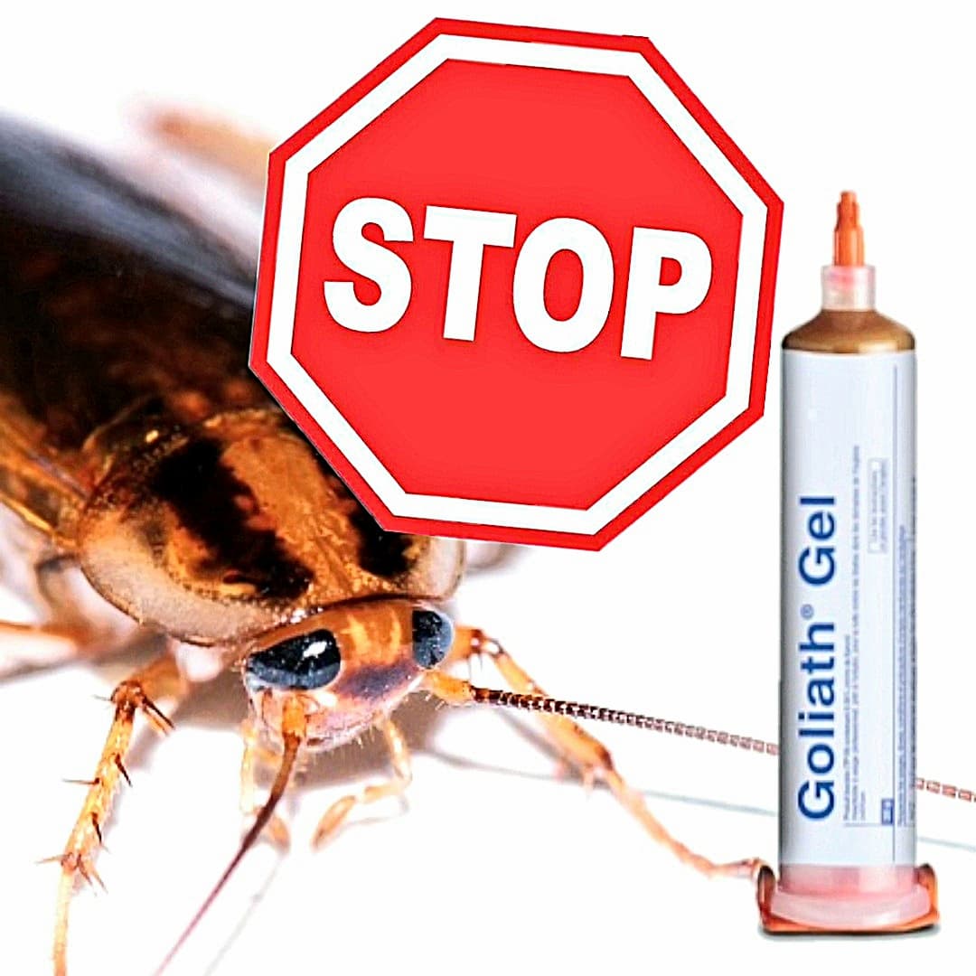 Goliath Gel et cafard accompagnés d'un panneau stop