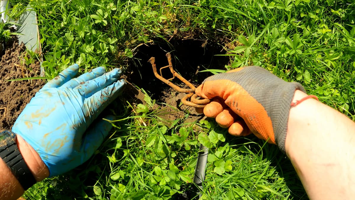Mise en place du piège putange dans la galerie de la taupe