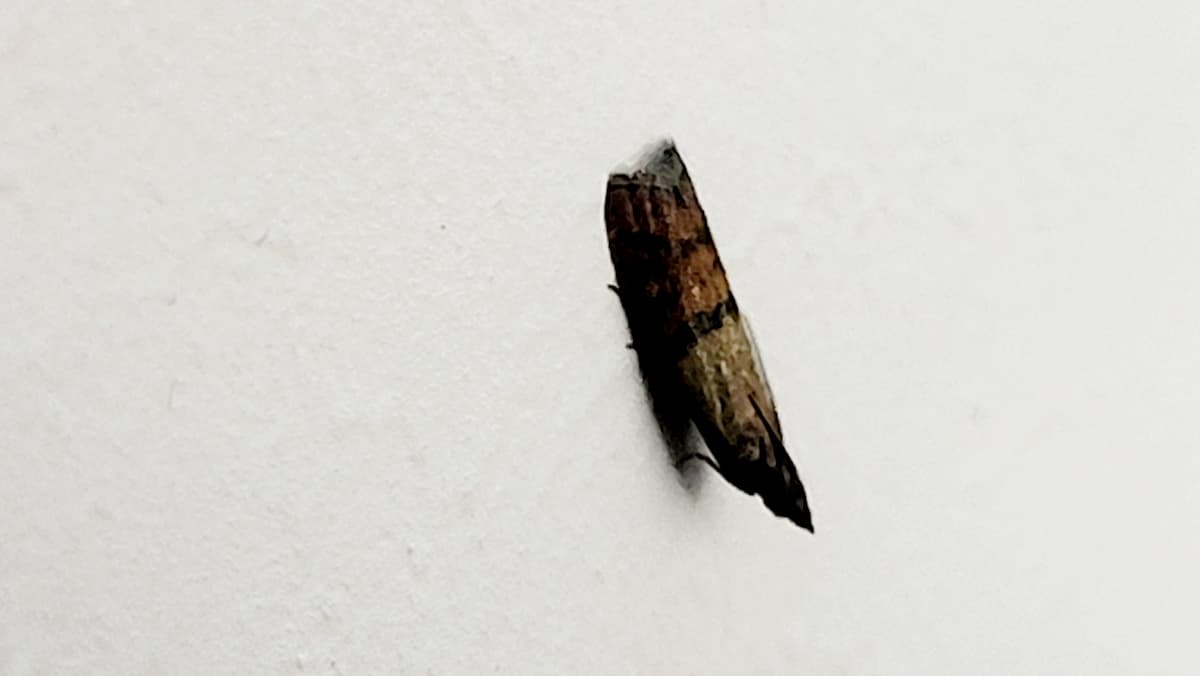 Mite textile posée sur un mur peint en blanc