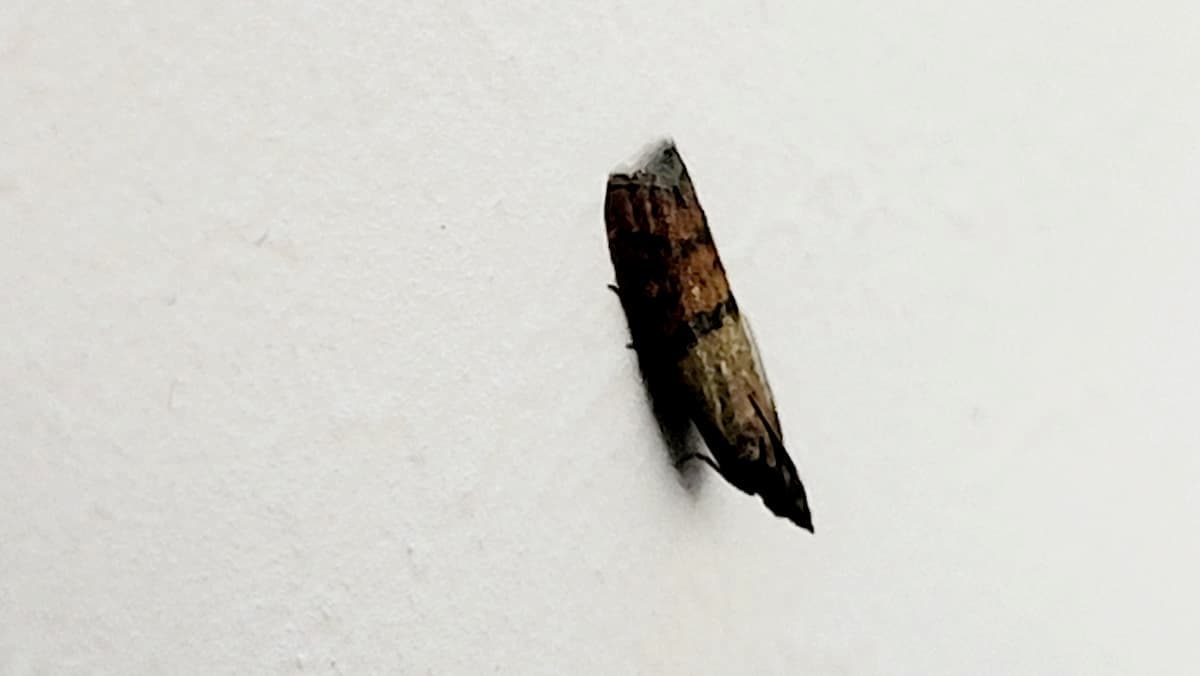 Mite du vêtement posée sur un mur blanc