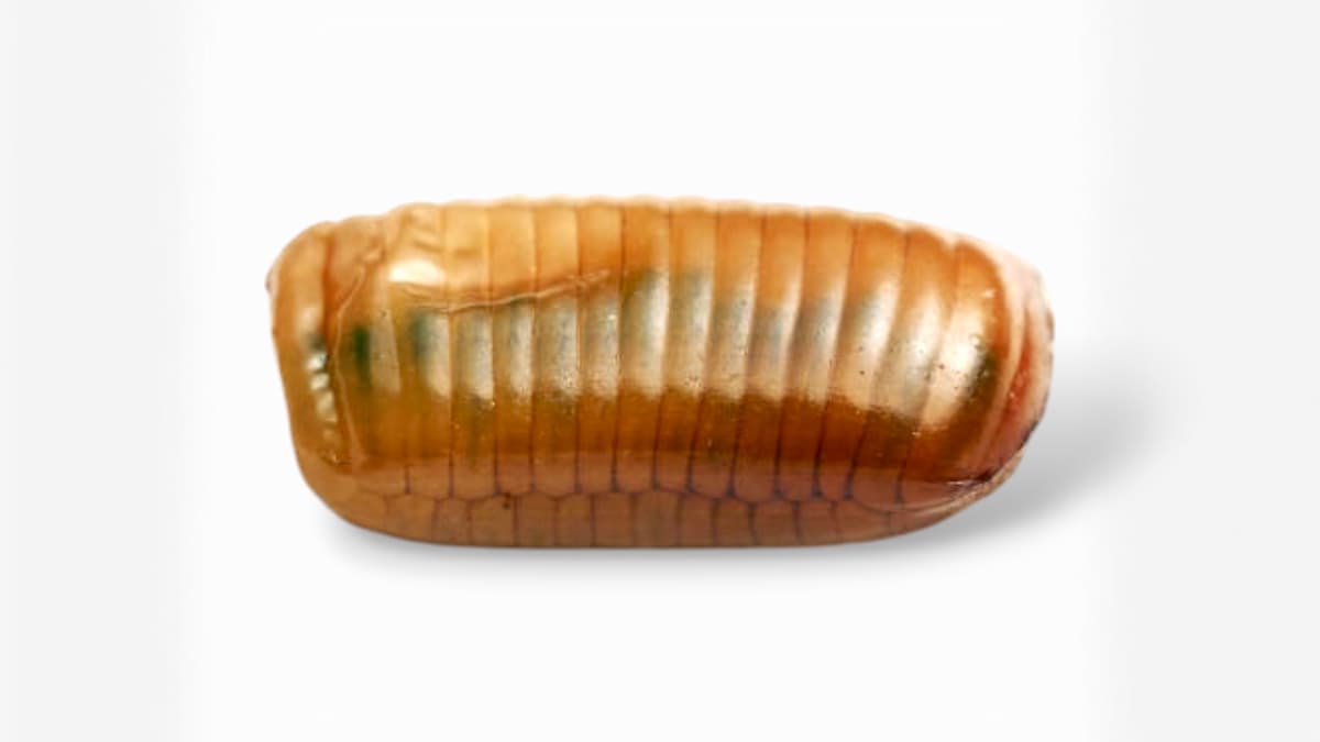 Oothèque de cafard en gros planc