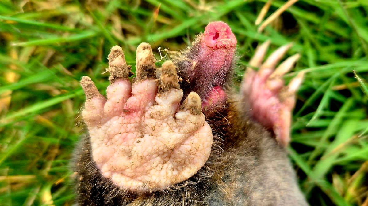 Pattes antérieures de la taupe d'Europe