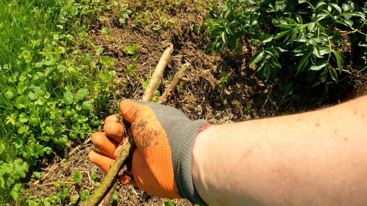 Manipulation de morceaux de bois avant marquage du piégeage de la taupinière