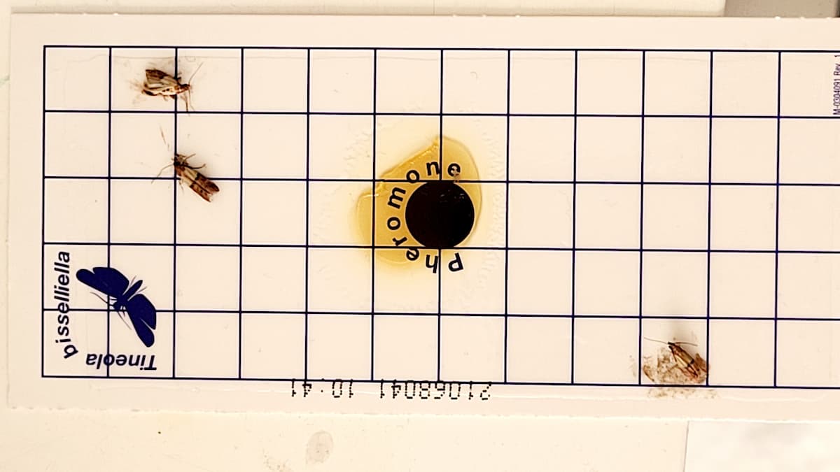 Plaque de glu avec phéromone en son centre qui attire des mites du vêtement