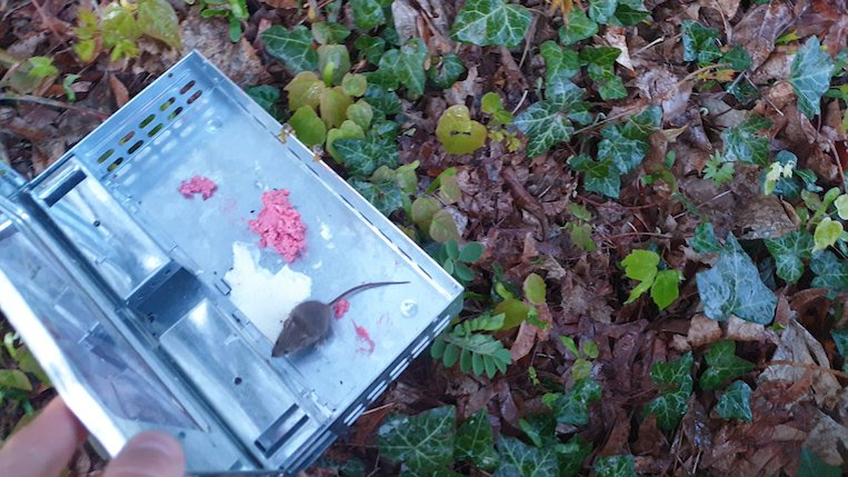 Libération de la souris vivante prise au piège