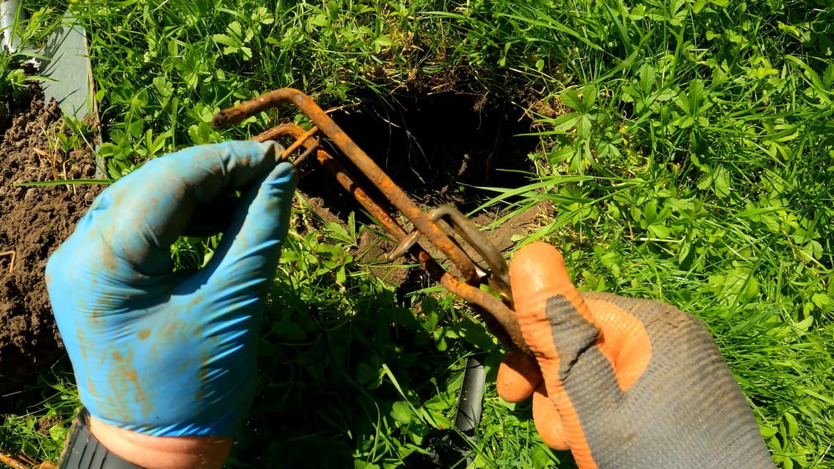Mise en tension manuelle du piège putange avant introduction dans la galerie de la taupe