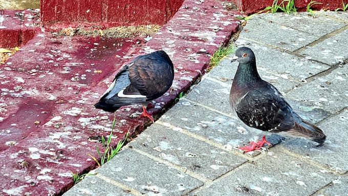 Pigeons des villes atteints de la Psittacose