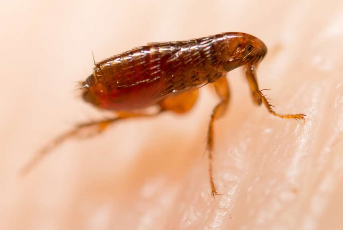 Agrandissement d'une puce de chat vivante, posée dans le creux d'une paume de main