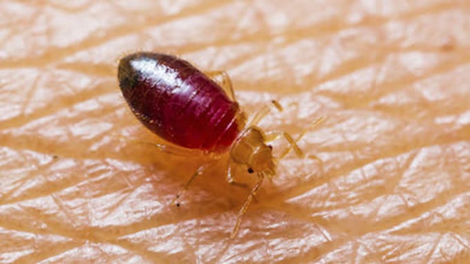 Punaise de lit gorgée de sang sans son abdomen