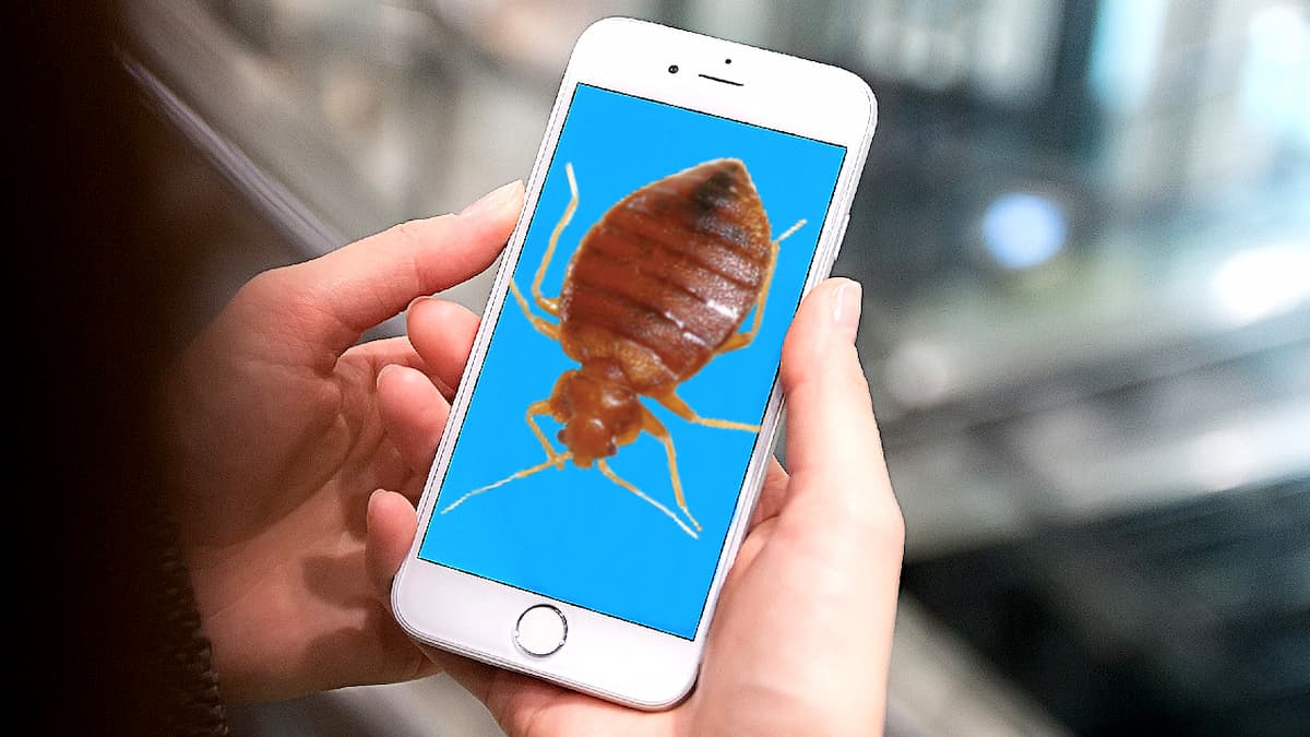 Punaise de lit sur un écran de smartphone