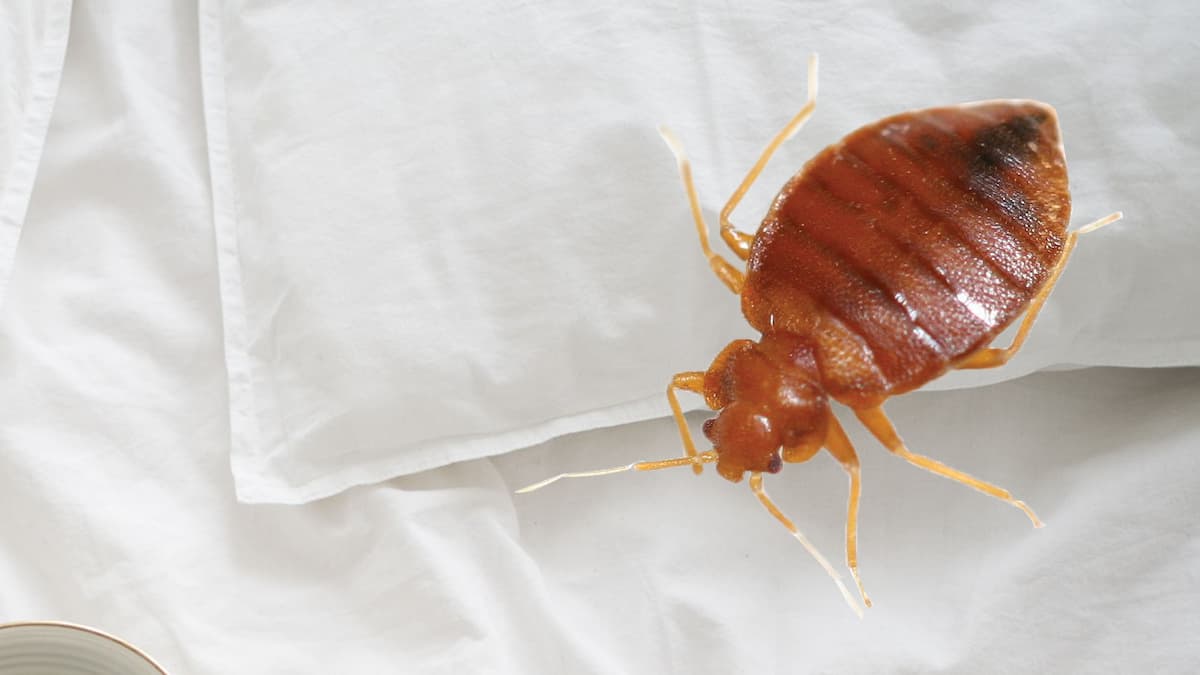 Punaise de lit zoomée au-dessus d'un oreiller