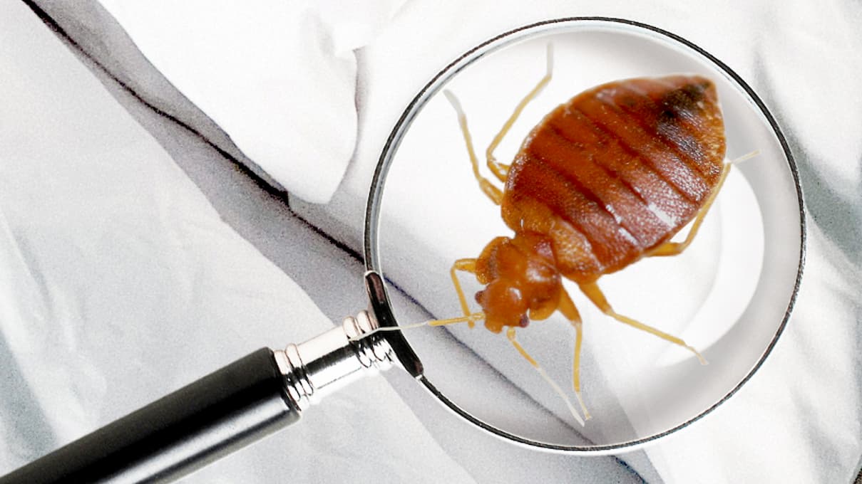 Punaise de lit vue à la loupe