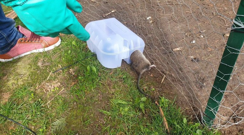 rat-attraper-piege-securiposte