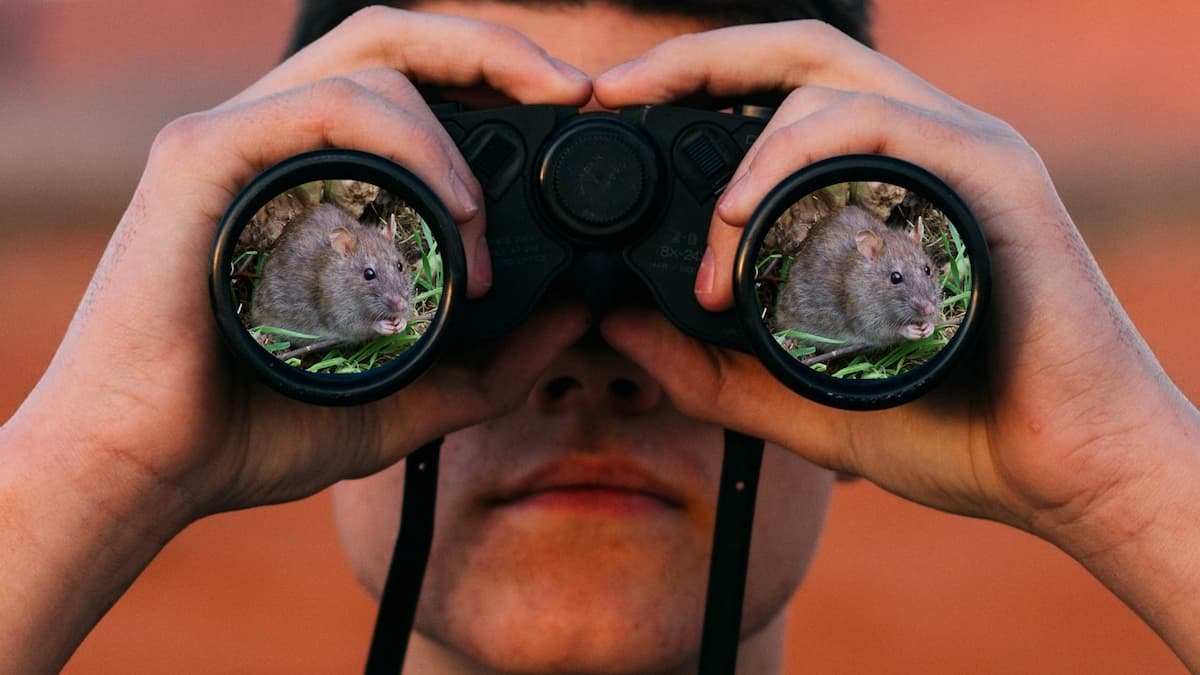 Observation d'un rat à la jumelle