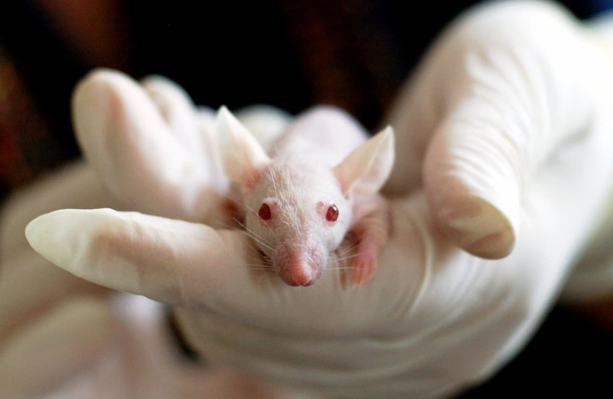 Souris de laboratoire posée dans le creux d'une main gantée