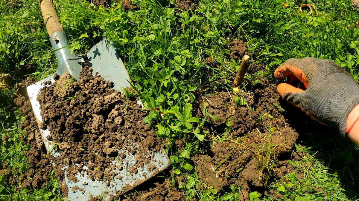 Carré de terre replacé à l'endroit du piège putange anti taupe