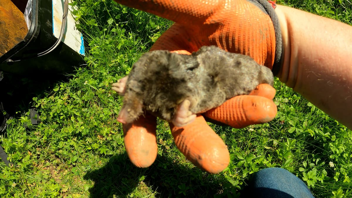 Taupe morte piégée, manipulée après sa prise